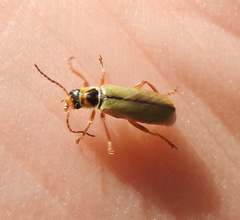 Metacantharis clypeata