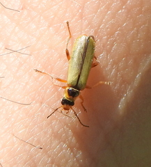 Metacantharis clypeata