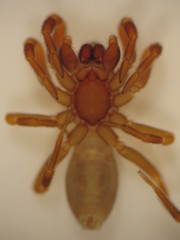 Huttonia
