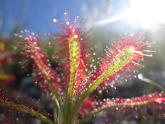 Drosera glabripes