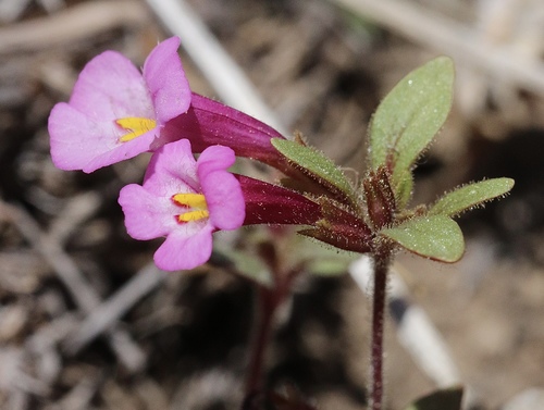 Diplacus torreyi