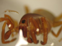 Huttonia