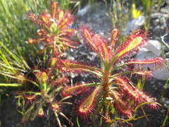 Drosera glabripes
