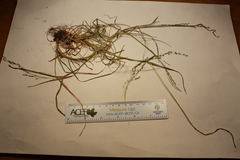 Poa alsodes