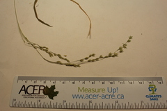Poa alsodes