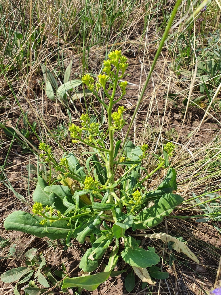 Brassica elongata integrifolia from Самарская обл., Россия, 446533 on