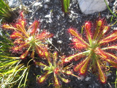 Drosera glabripes