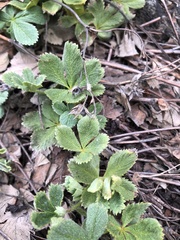 Potentilla brachypetala