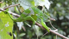 Kinyongia multituberculata