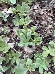 Potentilla brachypetala