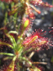 Drosera glabripes