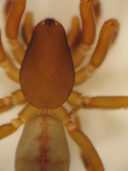 Huttonia