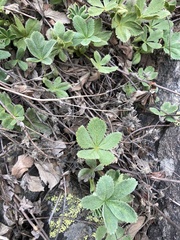 Potentilla brachypetala