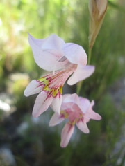 Gladiolus martleyi