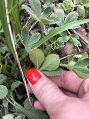Potentilla brachypetala