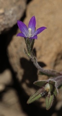 Githopsis pulchella