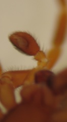 Huttonia