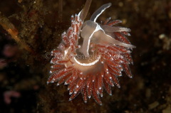 Coryphella