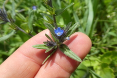 Buglossoides arvensis sibthorpianum