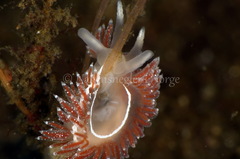 Coryphella