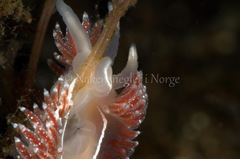 Coryphella