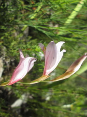 Gladiolus martleyi