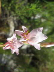 Gladiolus martleyi