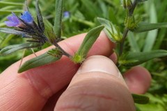 Buglossoides arvensis sibthorpianum
