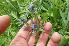 Buglossoides arvensis sibthorpianum