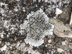 Protoparmeliopsis muralis