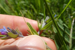 Buglossoides arvensis sibthorpianum
