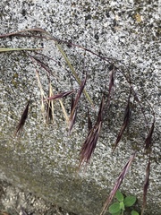 Bromus