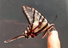 Protographium epidaus fenochionis