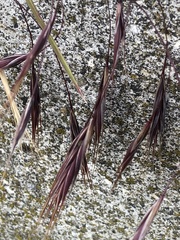 Bromus