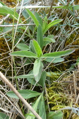 Veronica teucrium