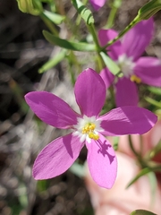 Zeltnera calycosa