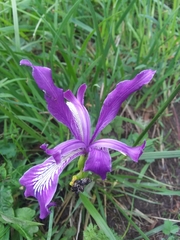 Iris tenax tenax