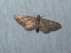 Eupithecia columbiata