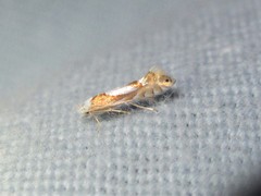 Phyllonorycter fitchella