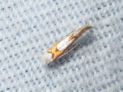 Phyllonorycter fitchella