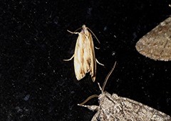 Eucosma radiatana