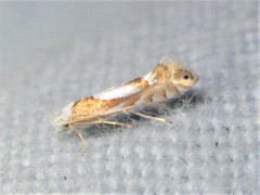 Phyllonorycter fitchella