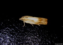 Eucosma umbrastriana