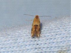 Bucculatrix coronatella