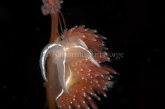 Coryphella monicae