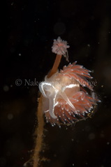Coryphella monicae