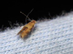 Bucculatrix coronatella
