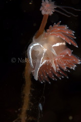 Coryphella monicae