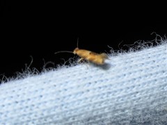 Bucculatrix coronatella