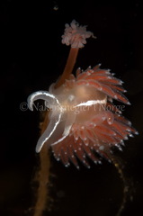 Coryphella monicae